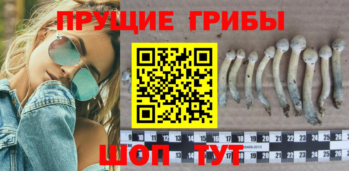 Дубна  Псилоцибиновые грибы Cubensis  Вход с VPN 